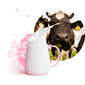 cow with milk